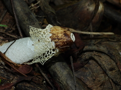 Phallus atrovolvatus