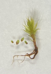 Pohlia andalusica