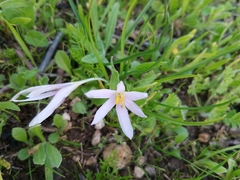Colchicum stevenii