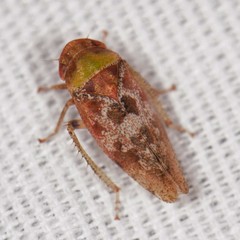 Dragonana dracontea