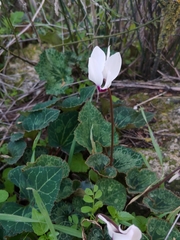 Cyclamen persicum