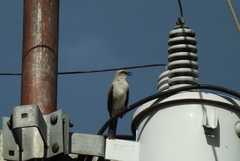 Mimus gilvus