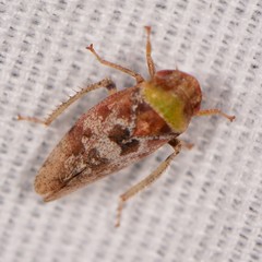 Dragonana dracontea