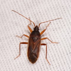 Balboa ampliata