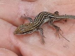 Aspidoscelis uniparens