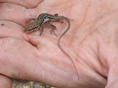 Aspidoscelis uniparens