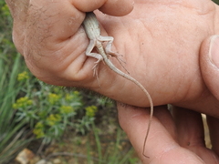 Aspidoscelis uniparens