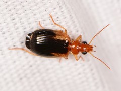 Lebia scapula