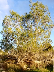 Pinus halepensis