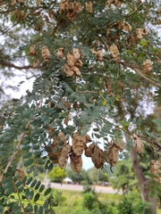 Diphysa carthagenensis