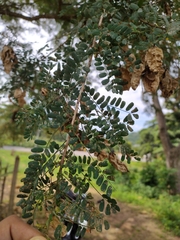 Diphysa carthagenensis