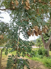 Diphysa carthagenensis