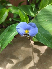 Commelina erecta