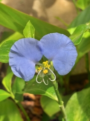 Commelina erecta