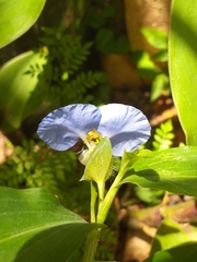 Commelina erecta