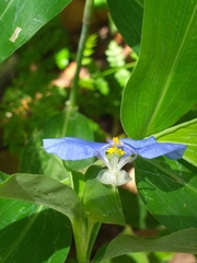 Commelina erecta