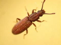 Oryzaephilus mercator