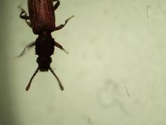 Oryzaephilus mercator