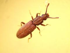 Oryzaephilus mercator