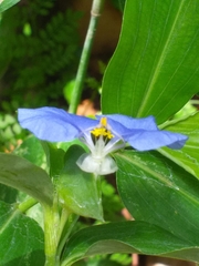 Commelina erecta
