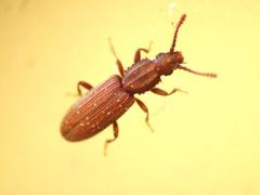 Oryzaephilus mercator