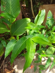 Commelina erecta