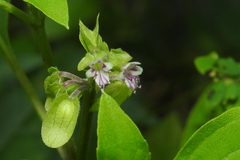 Ocimum basilicum