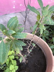 Fouquieriaceae
