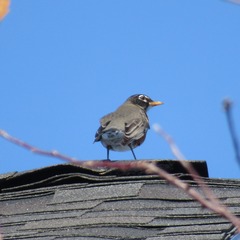 Turdus migratorius
