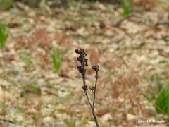 Asphodelus ramosus ramosus