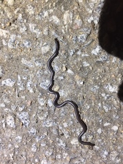 Leptotyphlops
