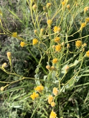 Senecio venosus