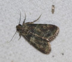Orthaga atribasalis