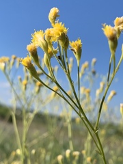 Senecio venosus