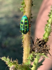 Calidea dregii