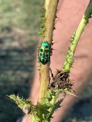 Calidea dregii
