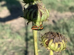 Calidea dregii