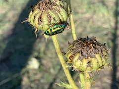 Calidea dregii