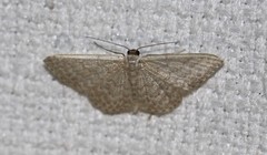Idaea eretmopus