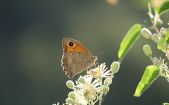 Hyponephele lupinus