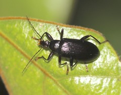 Tanychilus