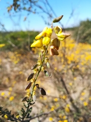 Crotalaria capensis