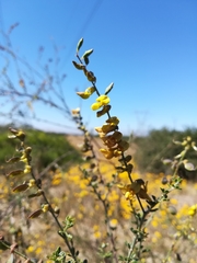 Crotalaria capensis