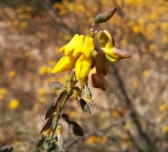 Crotalaria capensis