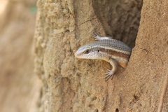 Eutropis lankae