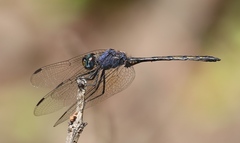 Trithemis aconita