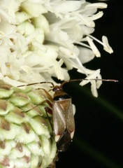 Adelphocoris vandalicus