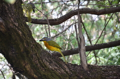 Malaconotus blanchoti