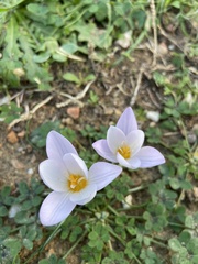 Crocus laevigatus
