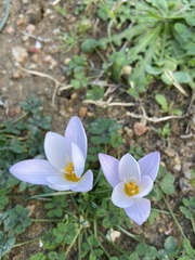 Crocus laevigatus
